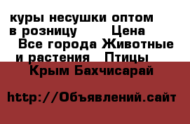 куры несушки.оптом 160 в розницу 200 › Цена ­ 200 - Все города Животные и растения » Птицы   . Крым,Бахчисарай